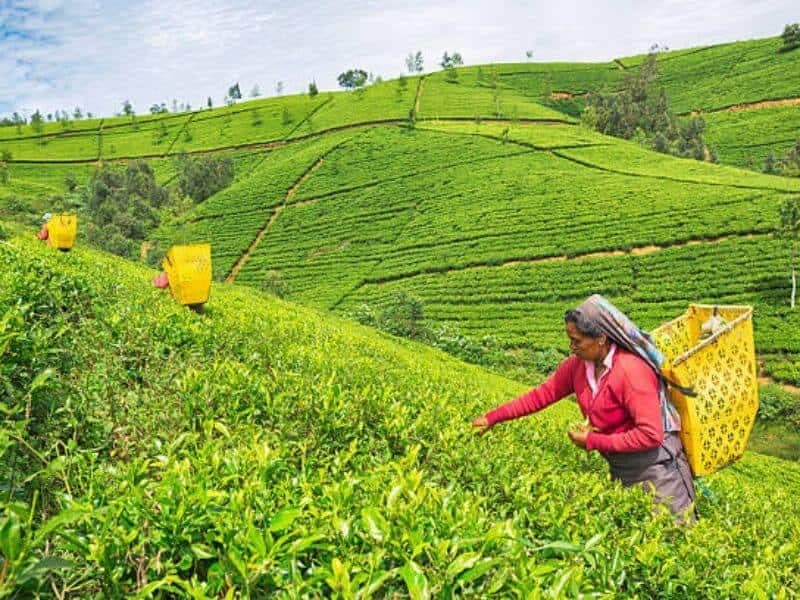 TEA COUNTRY