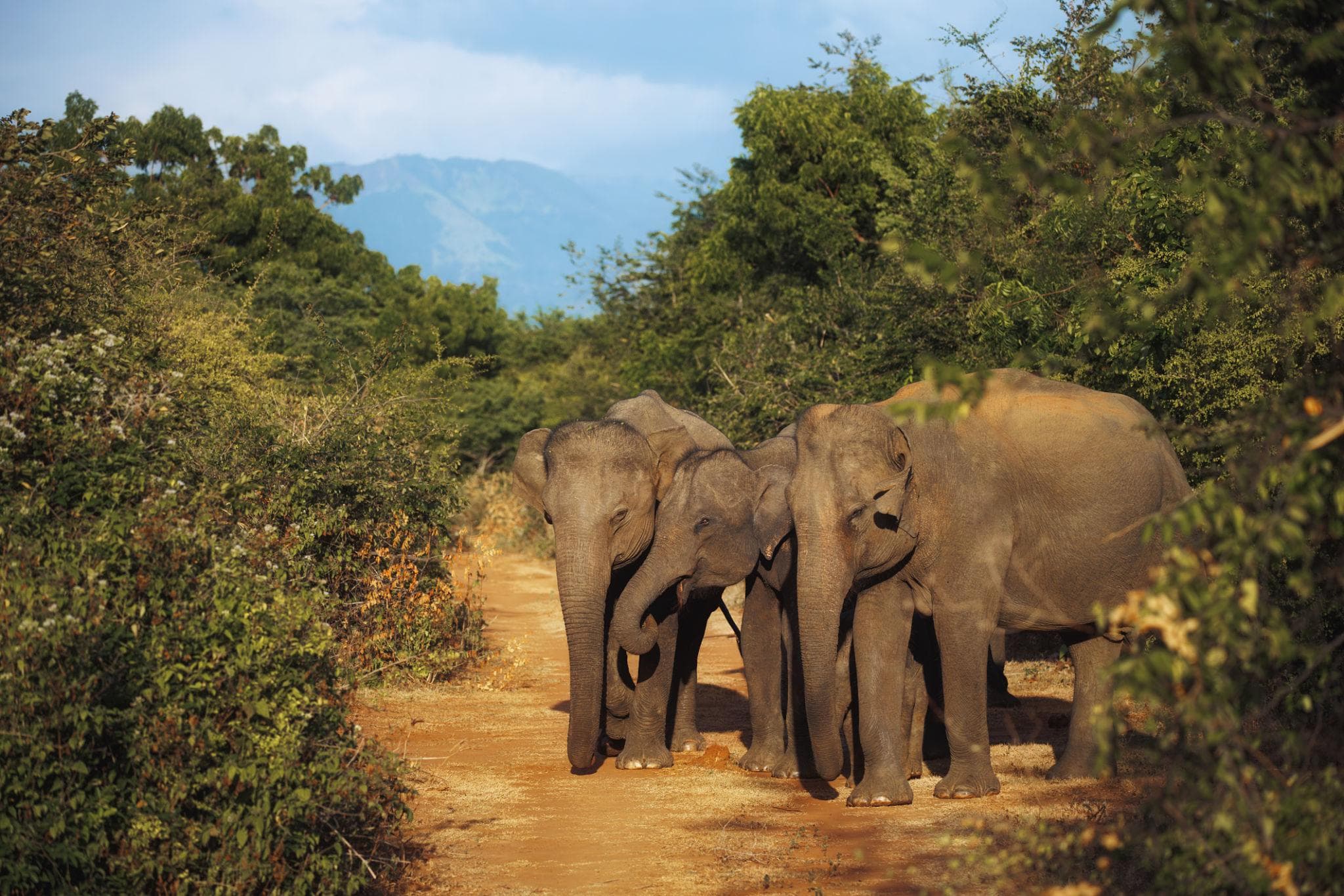 Wildlife